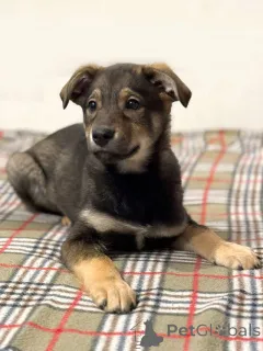 Дополнительные фото: Веселый, ласковый щенок Мартин ищет дом