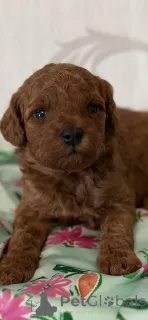 Фото №1. пудель (той) - купить в Vilovo за договорная. Объявление №139051