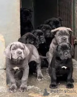 Фото №1. кане-корсо - купить в Вена за 92767₽. Объявление №165440