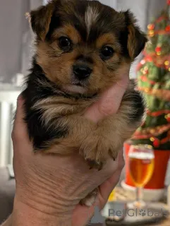 Фото №2 к объявлению №173358 о продаже йоркширского терьера - купить в Кипре 