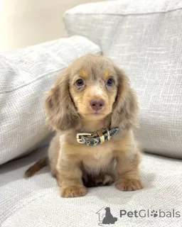 Фото №1. такса - купить в Брюсселе за договорная. Объявление №156453