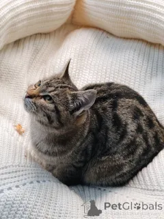 Дополнительные фото: Ищут дом 2 чудесных котенка.