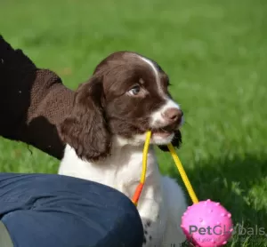 Фото №3. Английский Springer Spaniel Welpen Zur Усыновление Verfügbar.  Германия