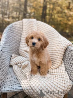 Фото №3. Познакомьтесь с Оливером, умным маленьким исследователем с золотым сердцем!.  Германия