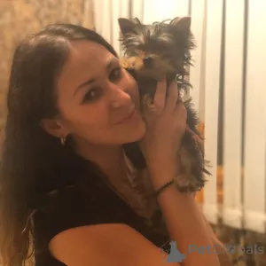 Фото №1. йоркширский терьер - купить в Барселоне за Бесплатно. Объявление №135477