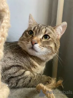 Дополнительные фото: Ласковый малыш МурАмур ищет любящую семью!