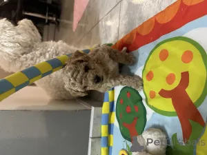 Дополнительные фото: Бичпу собаки