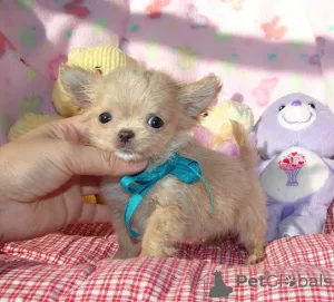 Фото №4. Продажа чихуахуа в Дейтон  - цена договорная