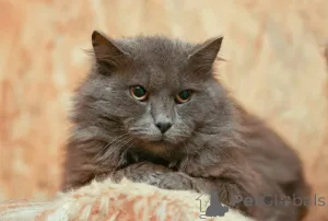 Фото №1.  - купить в Химках за Бесплатно. Объявление №165036