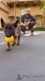 Фото №3. Бельгийский малинуа-щенок te koop.  Бельгия