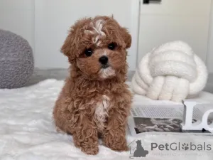 Фото №2 к объявлению №145973 о продаже мальтипу - купить в Австралии заводчик