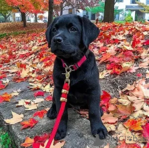 Фото №3. В наличии щенки лабрадора ретривера, мальчик и девочка..  Великобритания