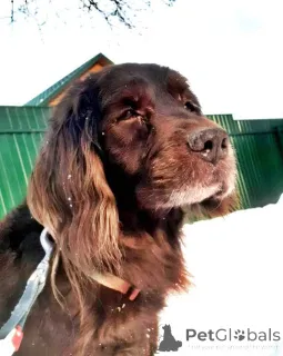 Фото №3. Фенотип спаниеля Марсель ищет дом..  Россия