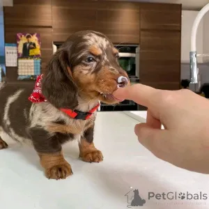 Фото №3. Mini-Dackelwelpen Zur Усыновление.  Германия