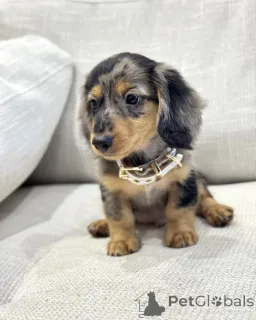 Фото №2 к объявлению №156463 о продаже таксу - купить в Нидерландах заводчик