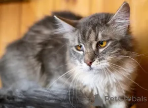 Дополнительные фото: Кошечка Сьюзи ищет любящую семью.