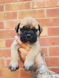 Дополнительные фото: Щенки бульмастифа