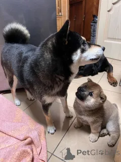 Дополнительные фото: Сиба ину щенок мальчик прививками документами РКФ