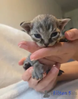 Дополнительные фото: Красивые котята девон рекса зарегистрированы в GCCF