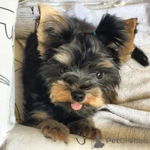 Фото №1.  - купить в Манчестер за Бесплатно. Объявление №163243