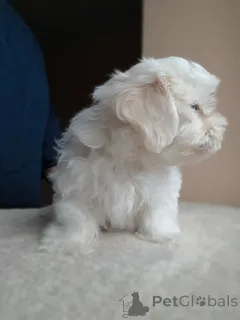 Дополнительные фото: Щенок мальтийской болонки, мальчик