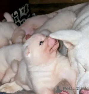 Фото №4. Продажа японского шпица в Биркенвердер  - цена 31454₽