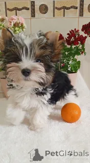 Дополнительные фото: Бродяга