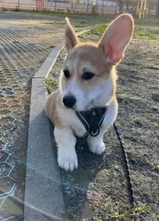 Фото №3. Corgi puppy.  США