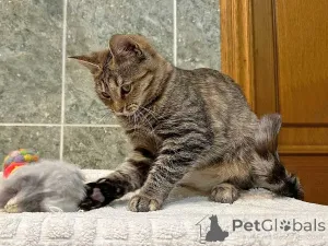 Дополнительные фото: Очаровательная кошечка-подросток Аглая ищет дом