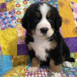 Фото №3. Бернер Зенненхунд-Велпен цу веркауфен.  Германия