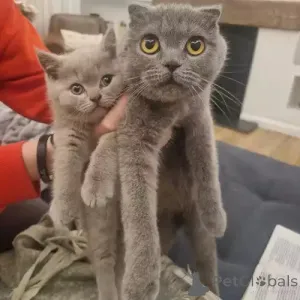 Фото №1. шотландская вислоухая (скоттиш фолд) - купить в Schenefeld за 34150₽. Объявление №167272