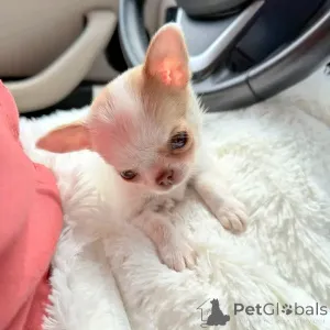 Фото №3. Продаются милые очаровательные щенки чихуахуа, обращайтесь в WhatsApp Business.  Германия