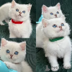 Фото №3. пушистые белые малыши майки - британские короткошерстные котята. Люксембург