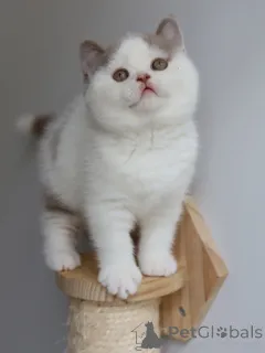 Фото №3. Продаются великолепные британские короткошерстные котята. Пушистые, нежные и. Германия