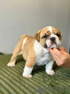 Фото №2 к объявлению №167370 о продаже английского бульдога - купить в Финляндии частное объявление