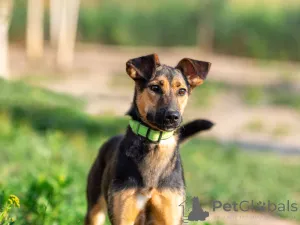 Дополнительные фото: Активная красавица Ива ищет любящую семью!