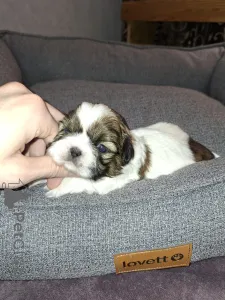 Дополнительные фото: Идеальные чистокровные щенки Ши-Тцу.