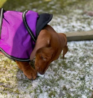 Фото №4. Продажа таксу в Сен-Александр  - цена 69575₽