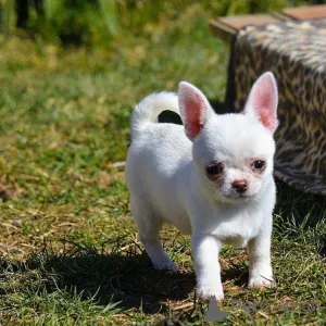 Дополнительные фото: 3 щенка чихуахуа ищут любящий дом! Игривый, нежный и гипоаллергенный идеально