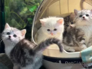 Фото №4. Продам манчкина в Мюнхене заводчик - цена договорная