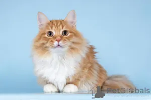 Дополнительные фото: Для рыжего лапочки по имени Пушкин ищем самые добрые руки.