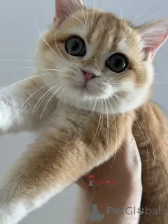 Фото №4. Продам британскую короткошёрстную в Стамбул заводчик - цена 197130₽