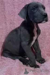 Фото №2 к объявлению №165435 о продаже немецкого дога - купить в Австрии частное объявление, заводчик