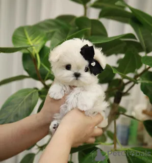 Фото №4. Продажа  в Деревня Дрейк  - цена Бесплатно