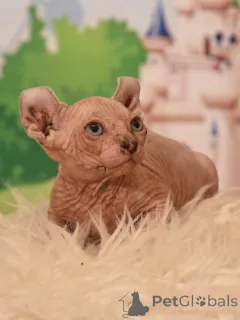 Фото №4. Продам эльфа в Хайфа из питомника - цена договорная