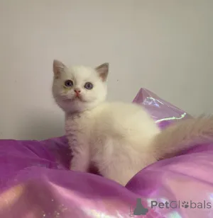 Фото №3. Британские короткошерстные и длинношерстные котята. Бельгия