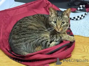 Фото №2 к объявлению №163836 о продаже  - купить в России частное объявление