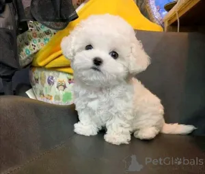 Фото №2 к объявлению №163772 о продаже мальтийскую болонку - купить в Финляндии частное объявление, из приюта