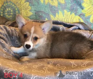 Дополнительные фото: Щенки Corgi Pure Breed