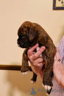 Фото №3. Щенки Rew's Brown and Electricity ищут новый дом.  Австрия